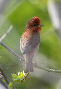 Common Rosefinch