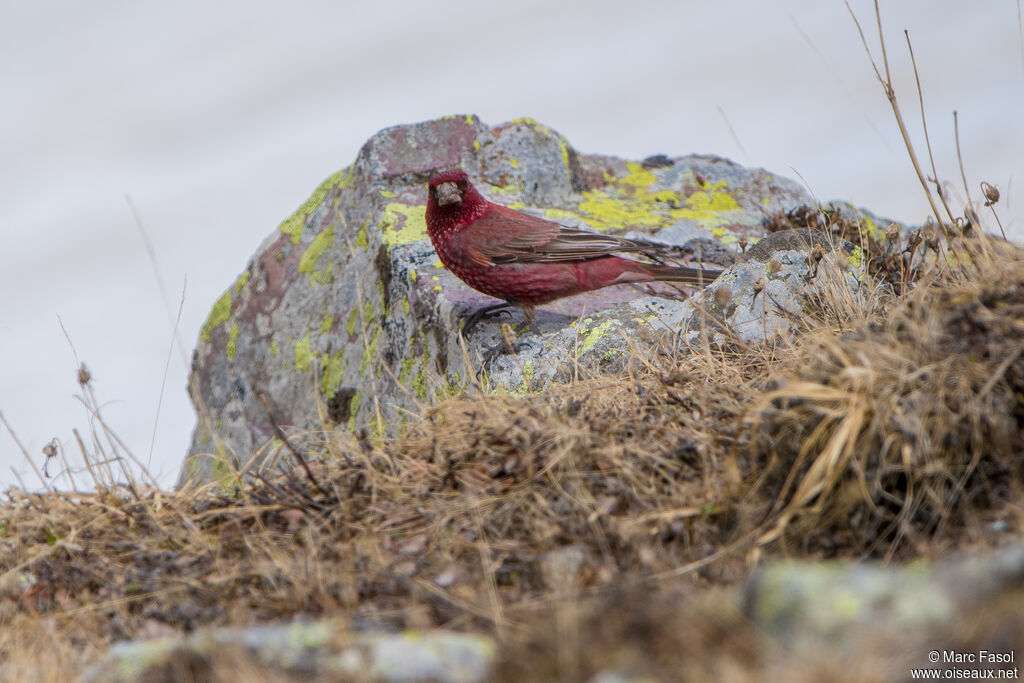 Great Rosefinch male adult breeding, identification