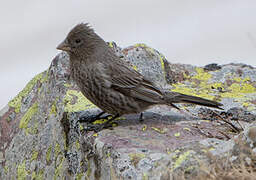 Great Rosefinch