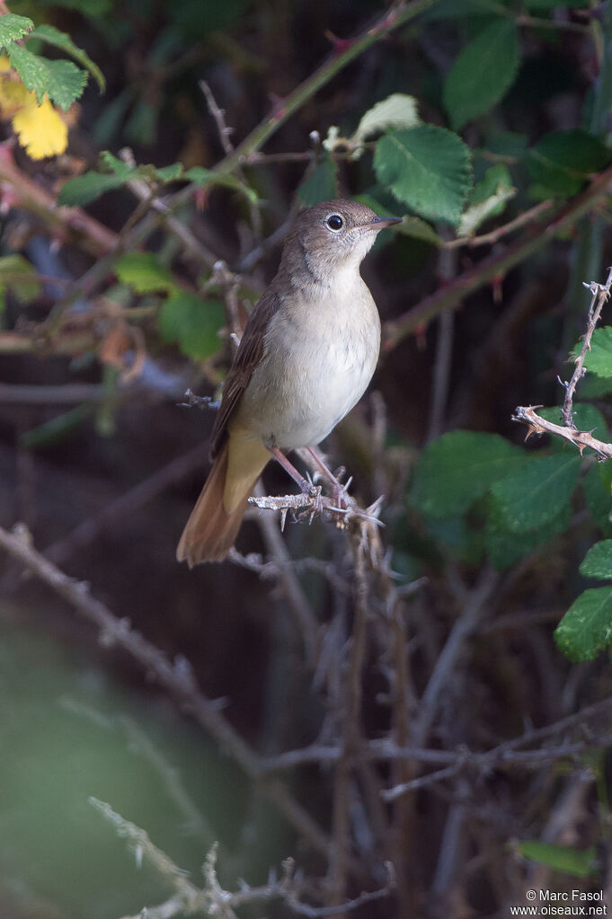 Common Nightingaleadult, habitat