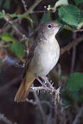 Common Nightingale