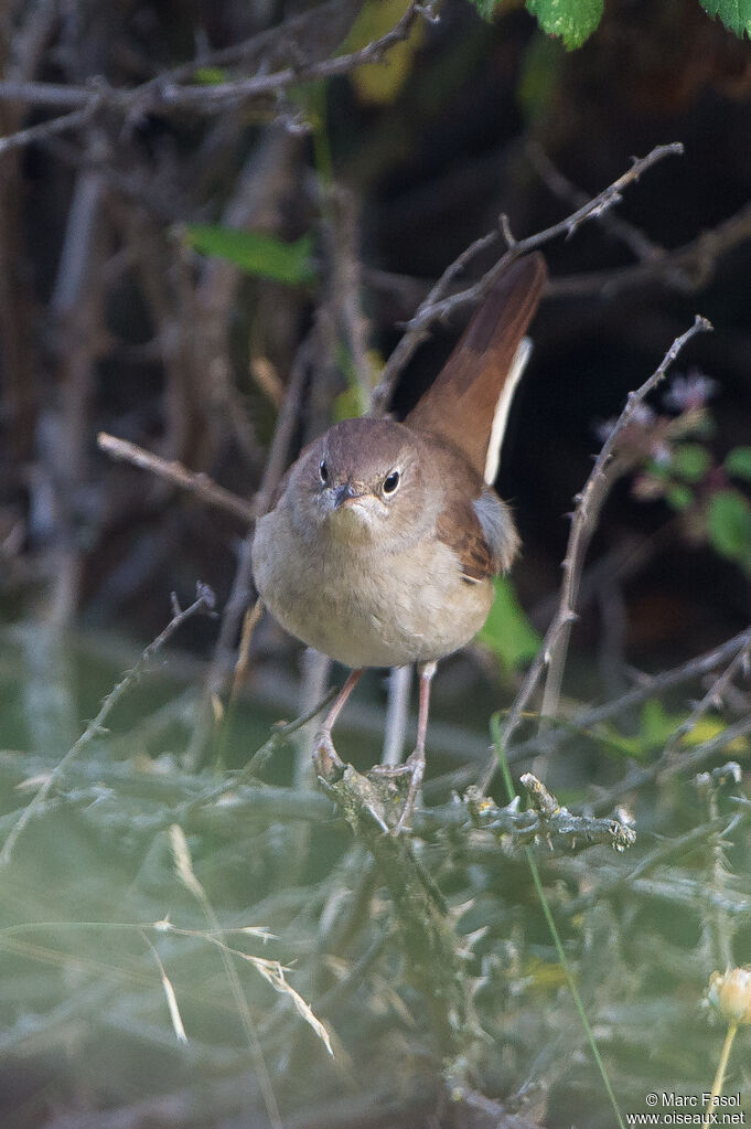 Rossignol philomèleadulte, identification