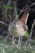 Common Nightingale