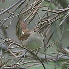 Rossignol philomèle