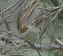 Common Nightingale