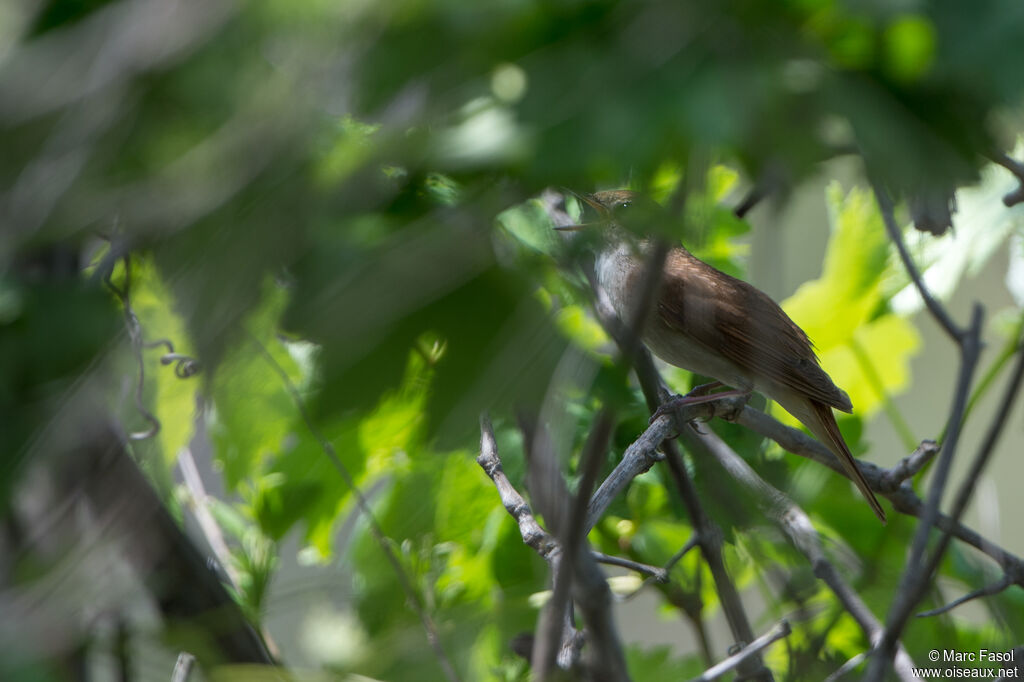 Common Nightingale male adult, song