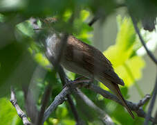 Common Nightingale