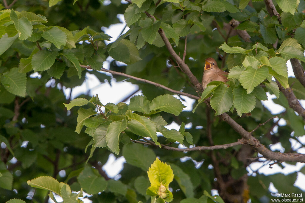 Rossignol philomèleadulte, identification, chant