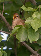 Common Nightingale