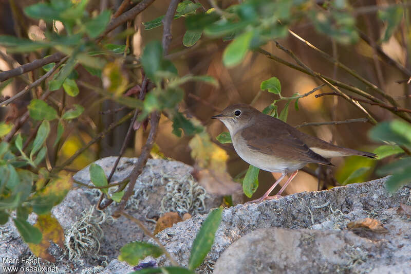 Common Nightingaleadult post breeding, identification, camouflage