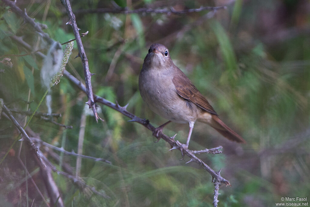 Rossignol philomèleadulte, identification