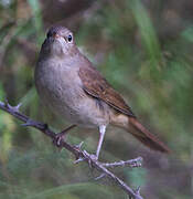 Common Nightingale