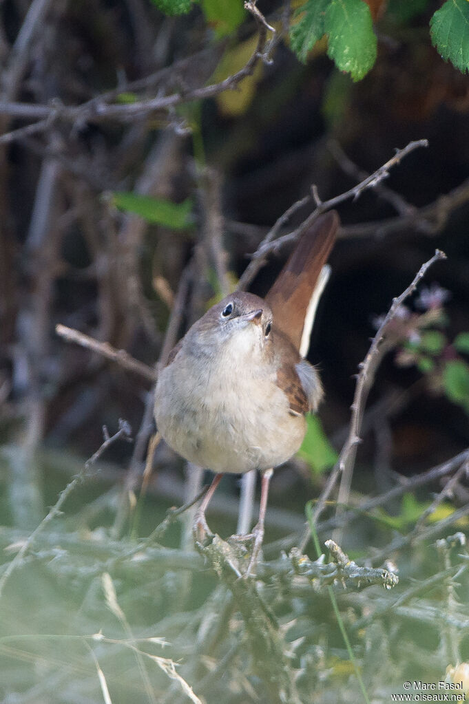 Rossignol philomèleadulte, identification