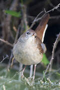 Common Nightingale