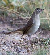 Common Nightingale