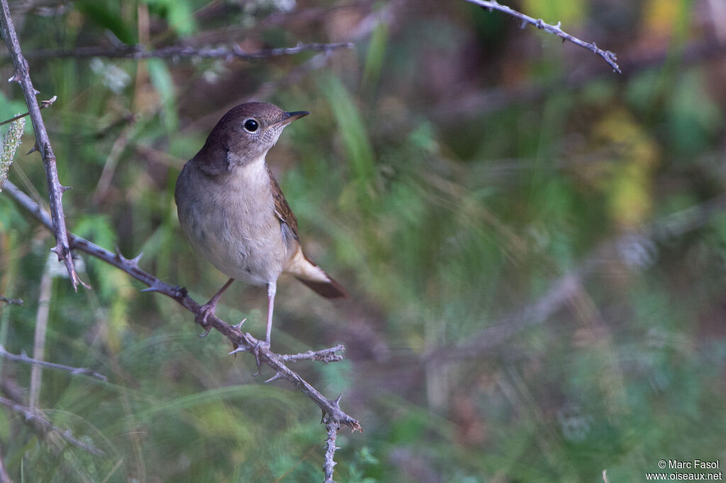 Common Nightingaleadult, identification