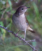 Common Nightingale