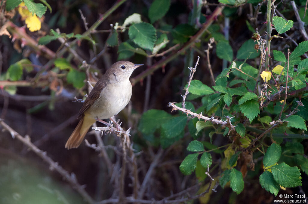 Common Nightingaleadult, habitat