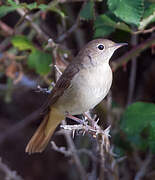 Common Nightingale