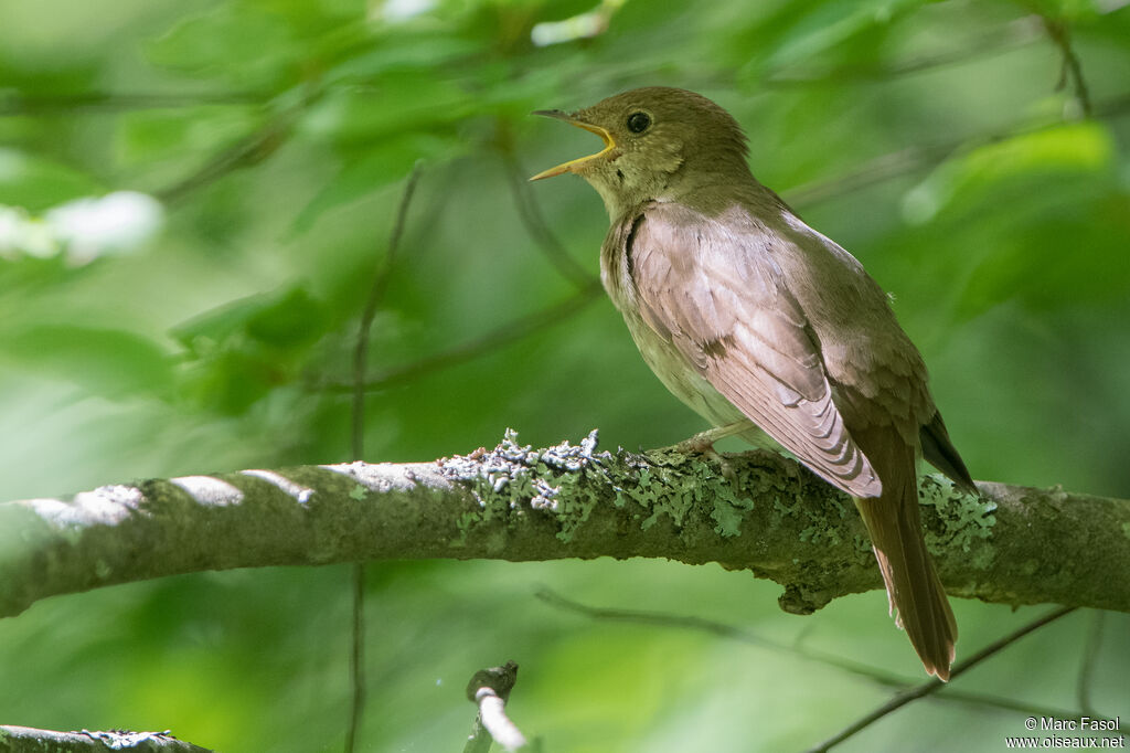 Thrush Nightingale male adult breeding, identification, song