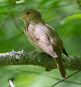 Thrush Nightingale