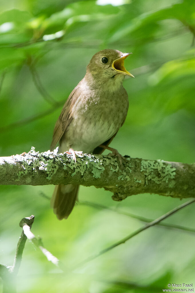 Thrush Nightingale male adult breeding, identification, song