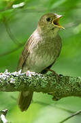 Thrush Nightingale