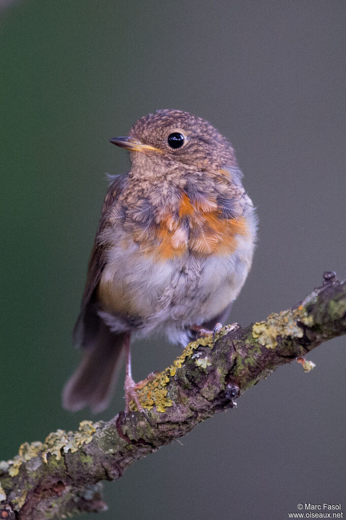 European Robinjuvenile, identification, moulting