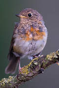 European Robin