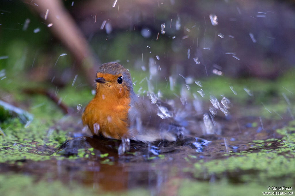 European Robinadult, identification, care