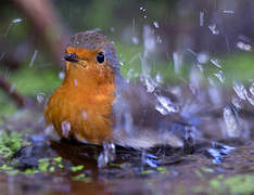 European Robin