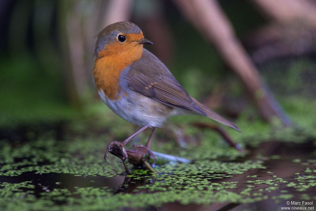 European RobinSecond year, identification