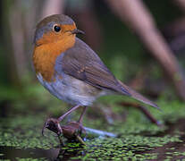 European Robin