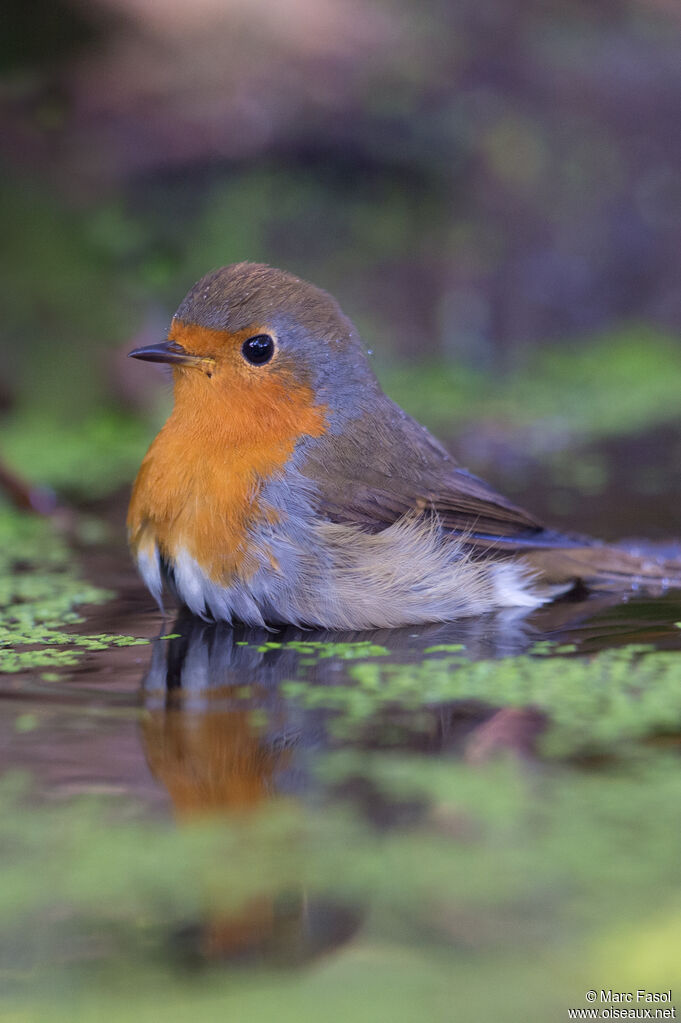 European Robinadult, identification