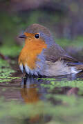 European Robin