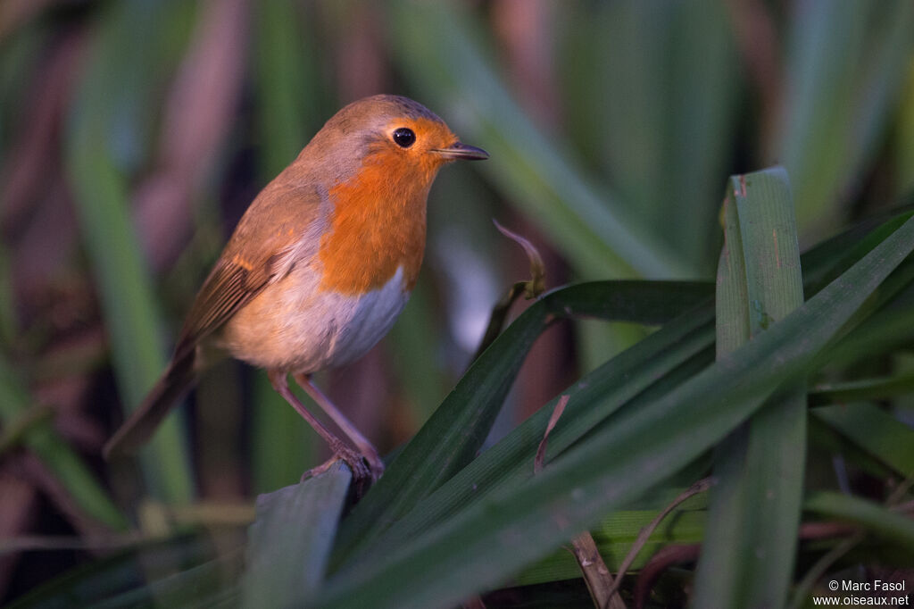 European Robinadult, identification