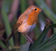 European Robin