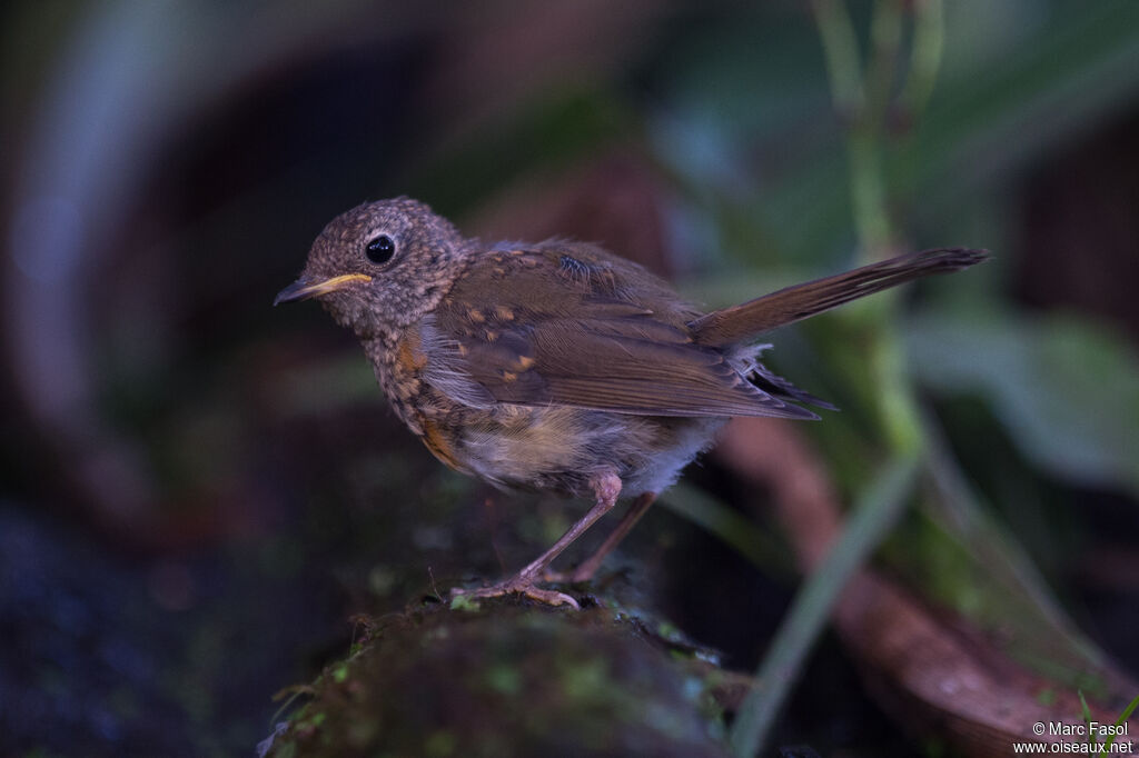 Rougegorge familierjuvénile, identification