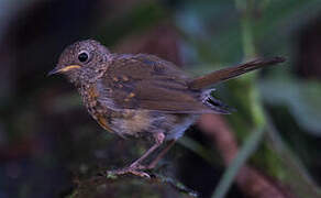 European Robin