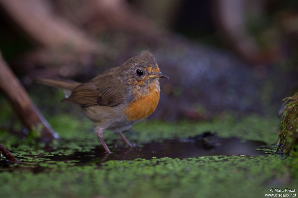 European Robinjuvenile, identification, moulting, care