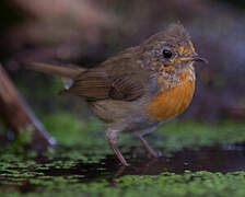 European Robin