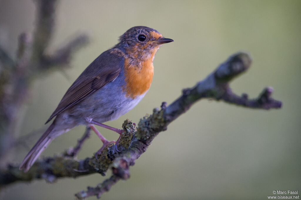 European Robinjuvenile, identification