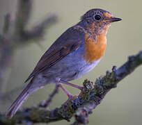 European Robin