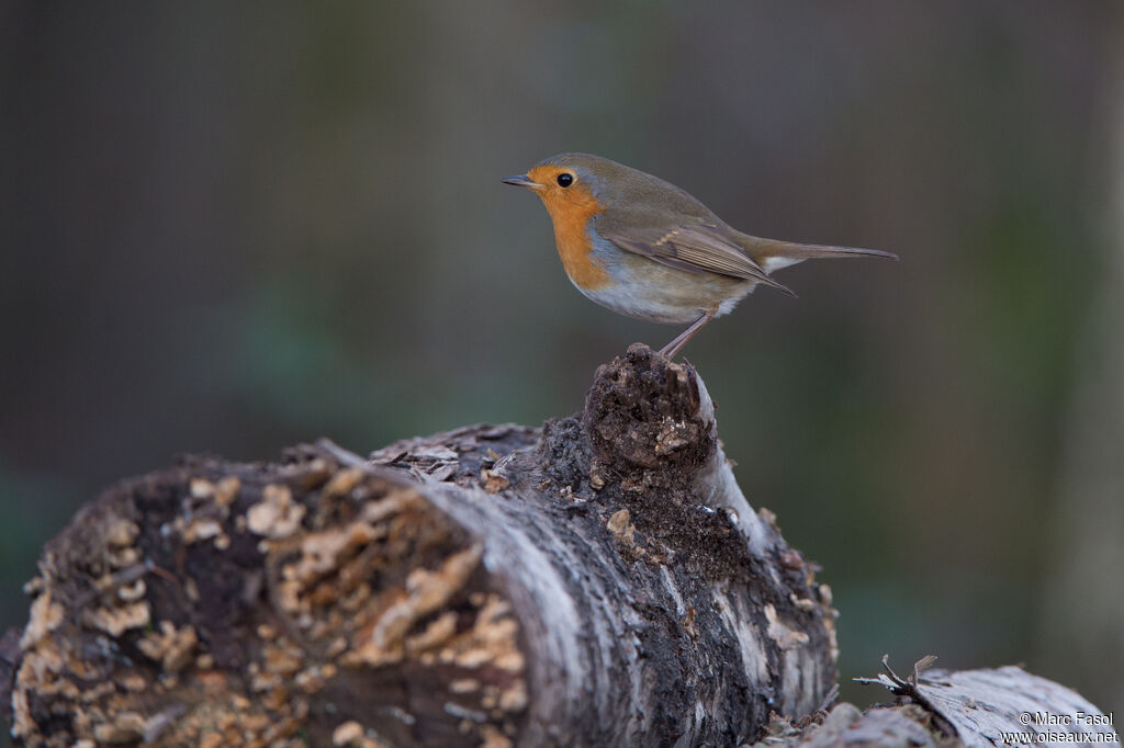 European Robinadult, identification