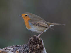 European Robin