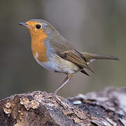 European Robin