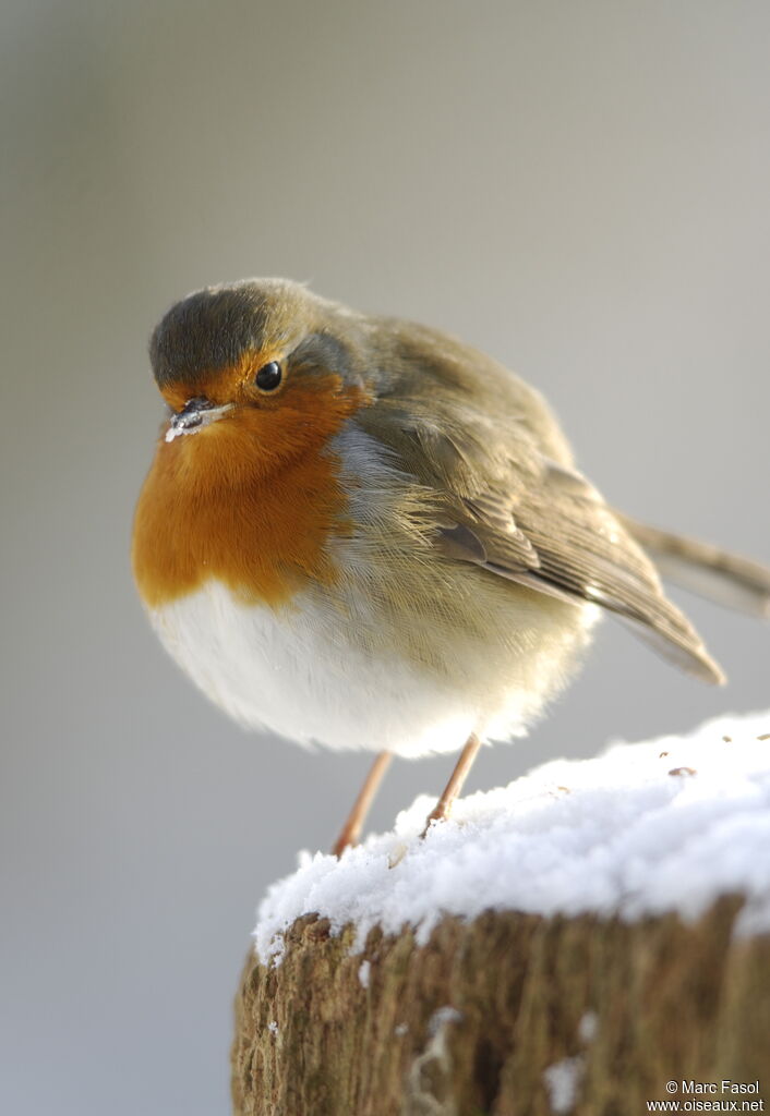 European Robinadult post breeding, identification