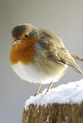 European Robin