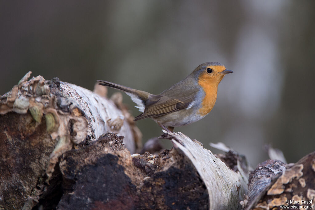 European Robinadult, identification