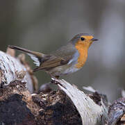 European Robin